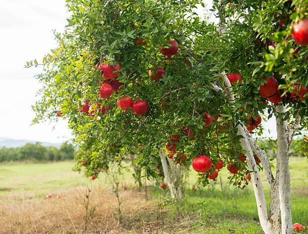 pomegranate tree