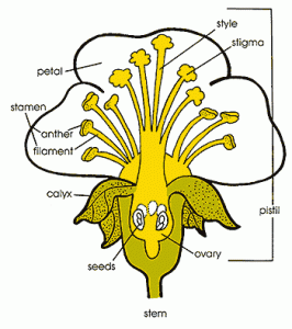 Apple Fruit Growing Cycle