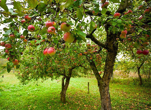 Considerations For Planting Apple Tree