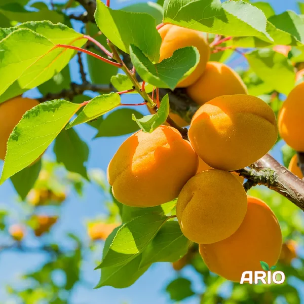 Apricots