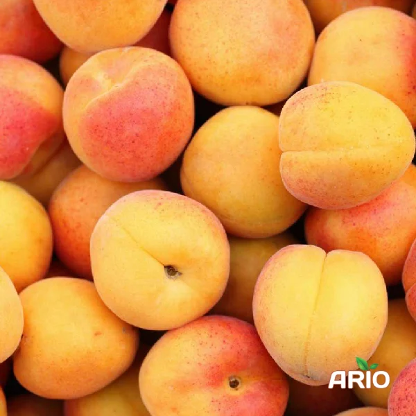 fresh Apricots