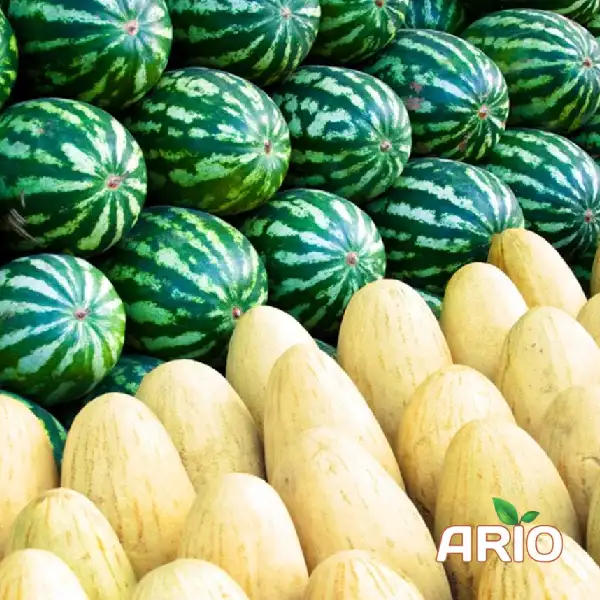 iranian Melons and Watermelons