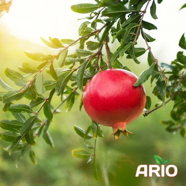 iranian Pomegranate