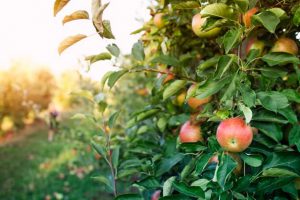 apple tree