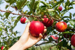 Apple Fruit Tree