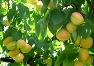 apricot tree