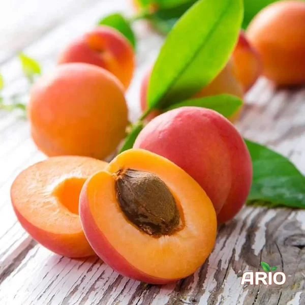 Apricots export
