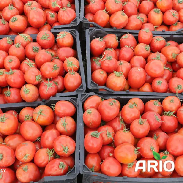 fresh tomato in basket