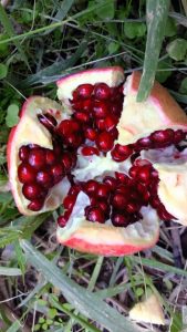 iran Pomegranate export