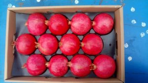 iran Pomegranate export