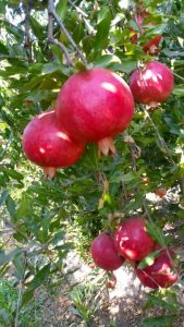 iran Pomegranate export