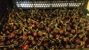 iran cherry export