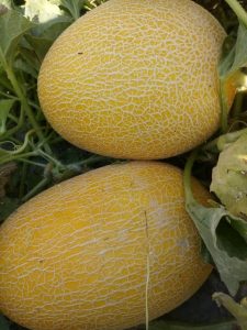 iran melon export