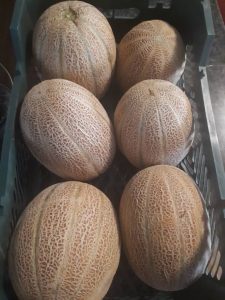 iran melon export