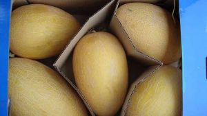 iran melon export