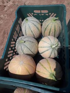 iran melon export