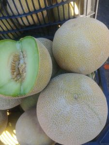 iran melon export