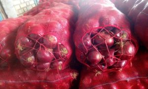 iran onion export