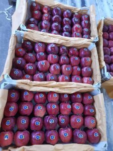 iran red delicious apple