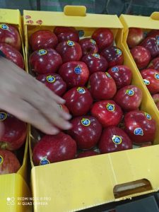 iran red delicious apple