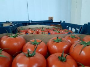 iran tomato export