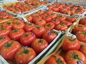 iran tomato export
