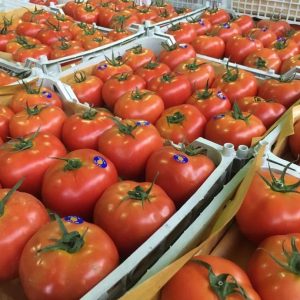 iran tomato export