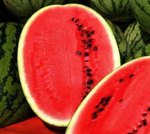 iran watermelon