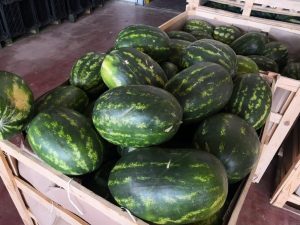 iran watermelon export