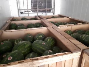 iran watermelon export