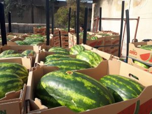 iran watermelon export