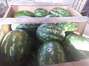 iran watermelon export