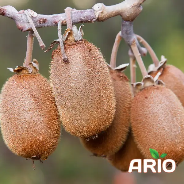 Iranian kiwi