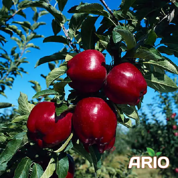 iranian apple