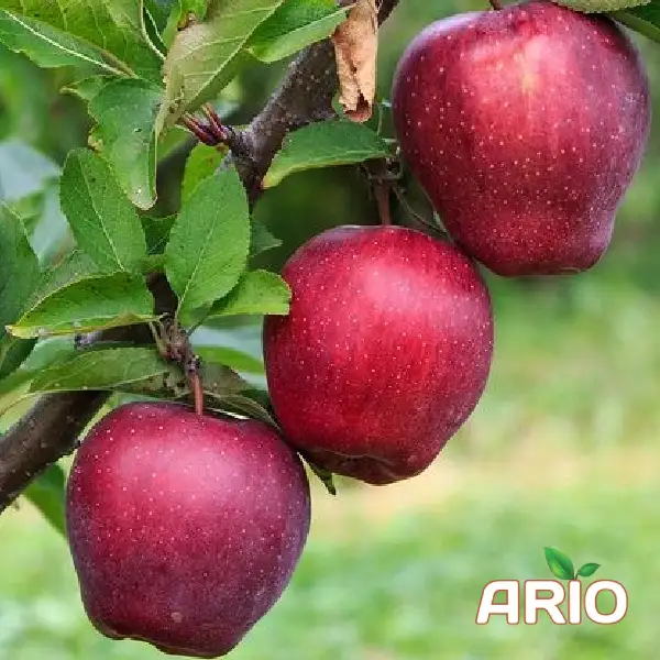 iranian fresh apple