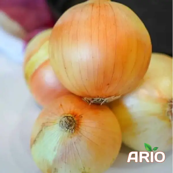 fresh onion