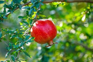 Pomegranate Cultivars