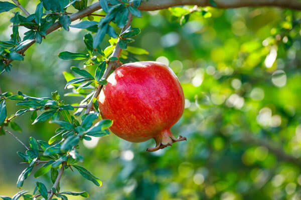 Pomegranate Cultivars