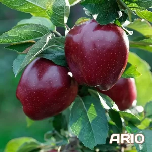 iranian red apple