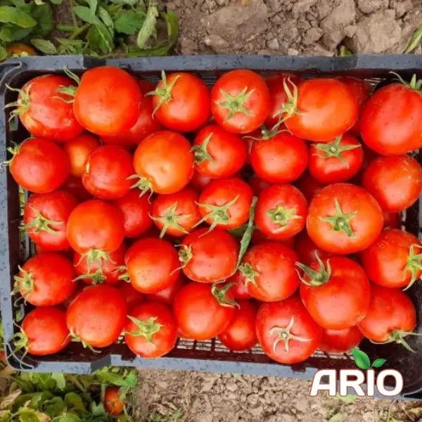 tomato