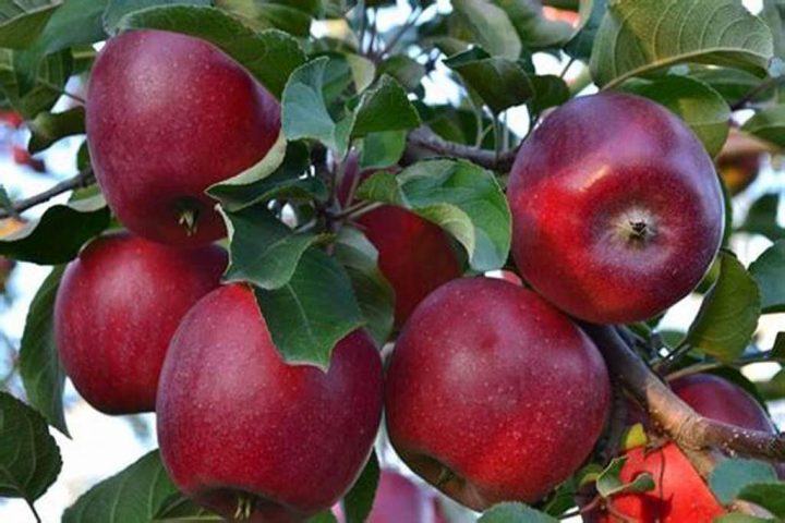 Iran apple export in 2021-2022