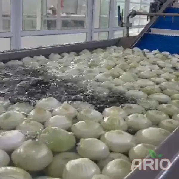 Dried onions at the Ario factory