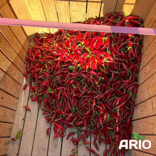 dried Paprika in boxes