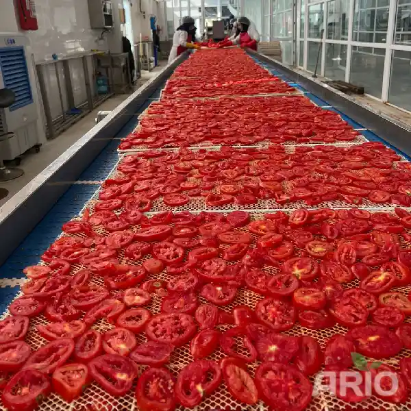 Tomato slices before drying