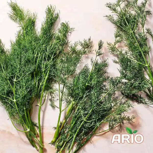fresh Dill