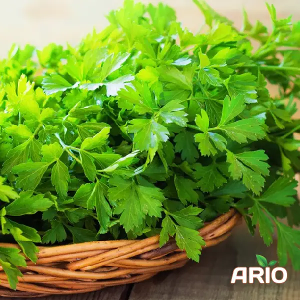 Parsley