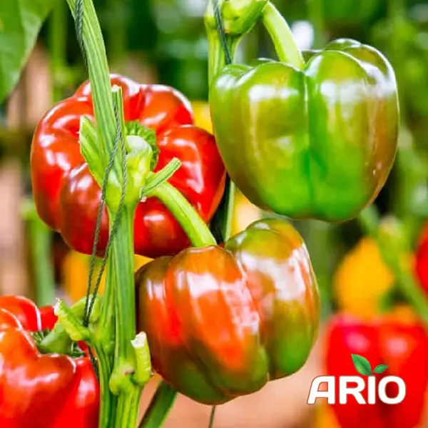 capsicum export