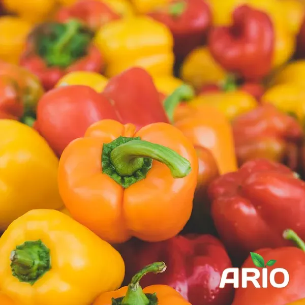 iranian colored capsicum