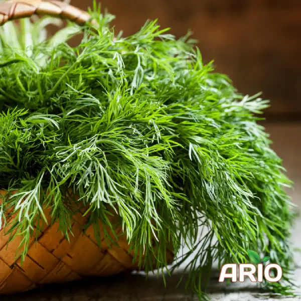 Dill