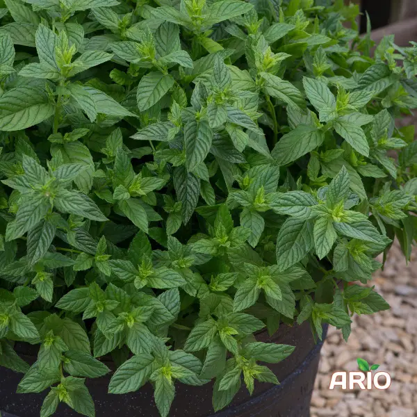 fresh Mint